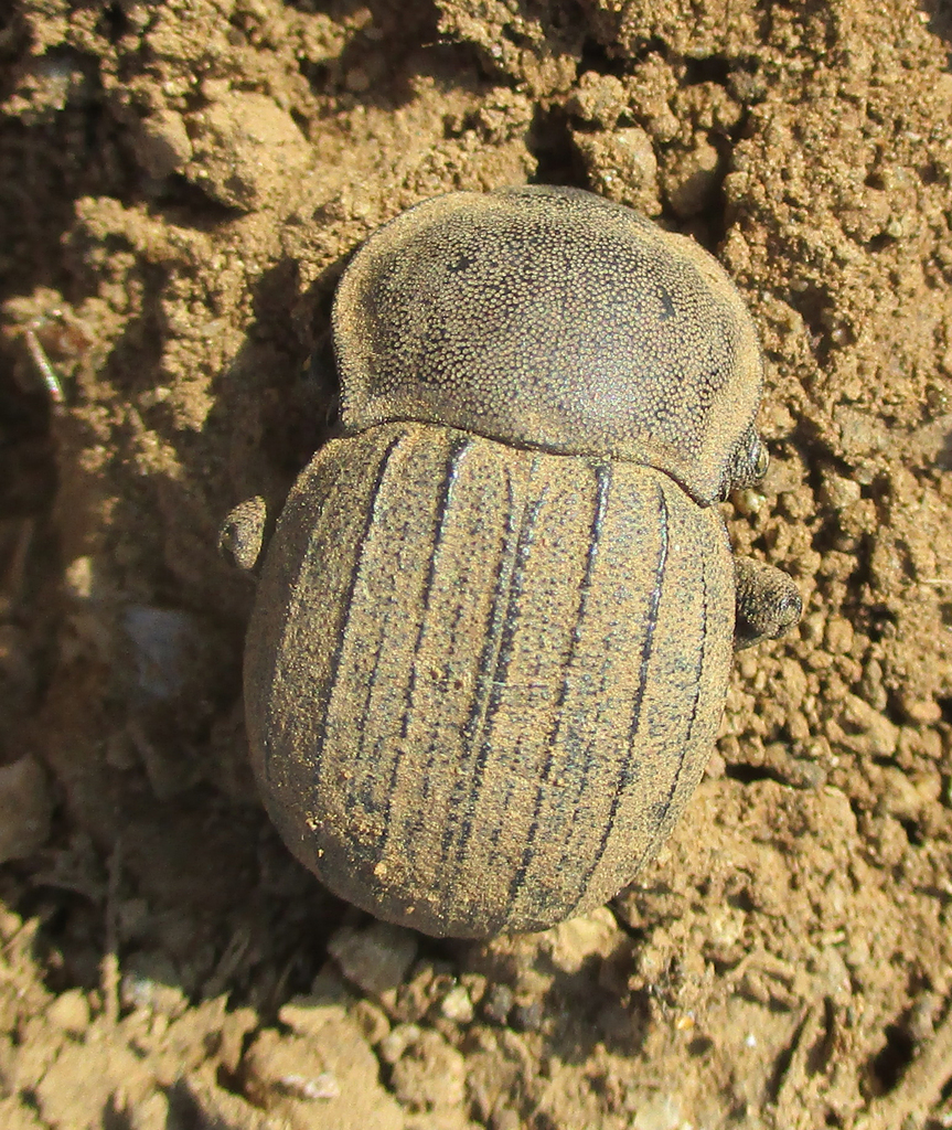 Large Armoured Darkling Beetles from Serowe Botswana on November 2 ...