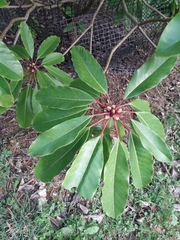Daphniphyllum macropodum