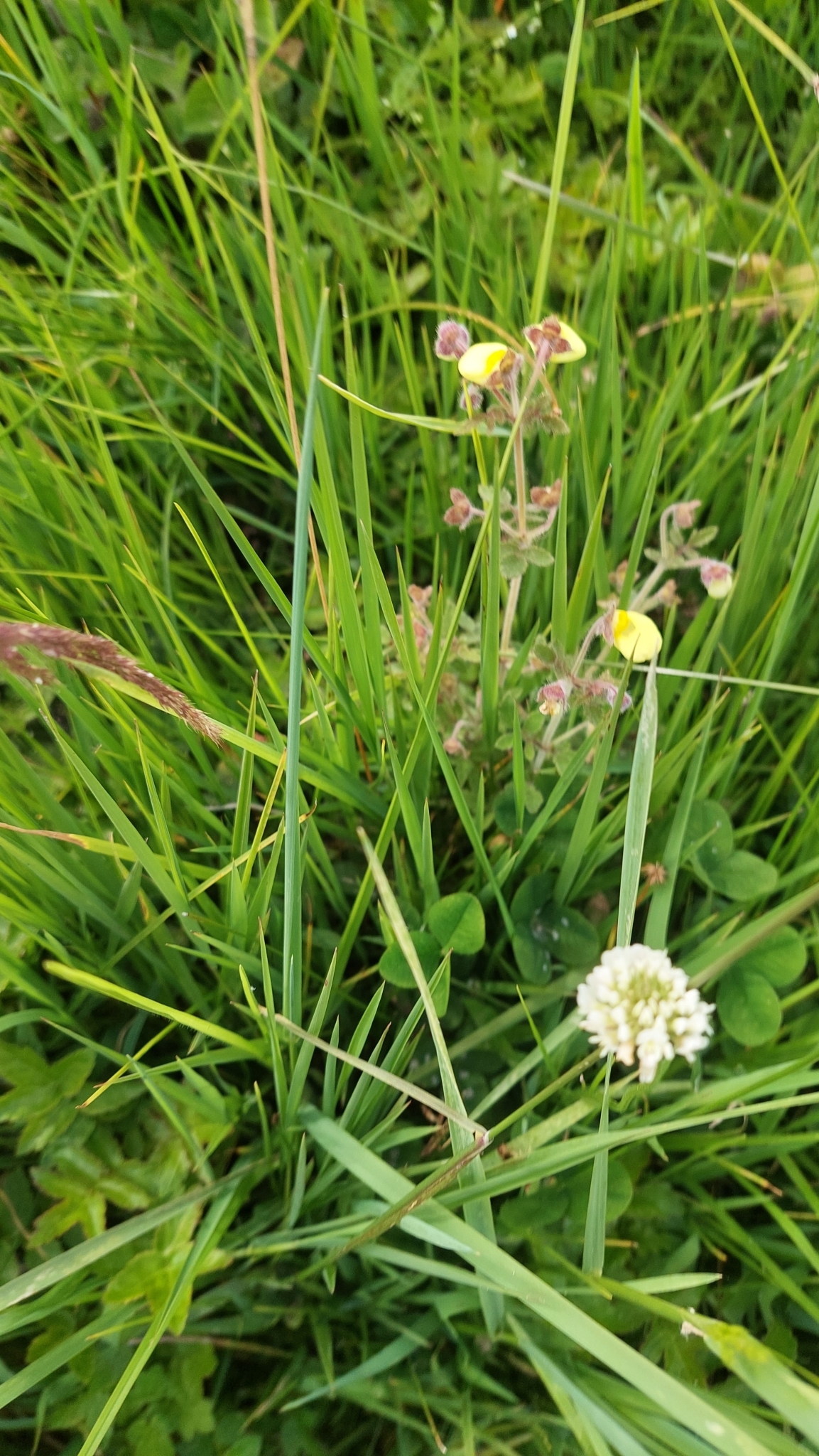 Trifolium image