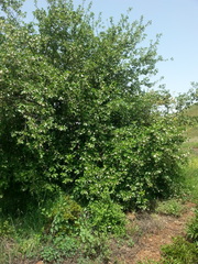Styrax officinalis