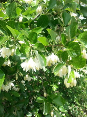 Styrax officinalis