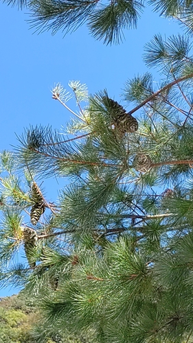 Taiwan white pine (Pinus morrisonicola)