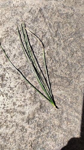 Image of Pinus morrisonicola by (c) Sean Yang, some rights reserved (CC BY)