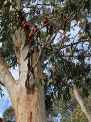 Trichoglossus moluccanus