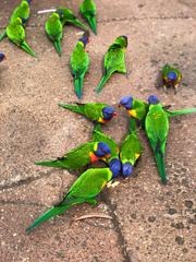 Trichoglossus moluccanus