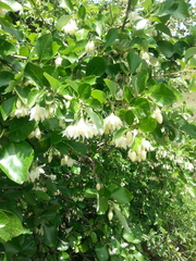 Styrax officinalis