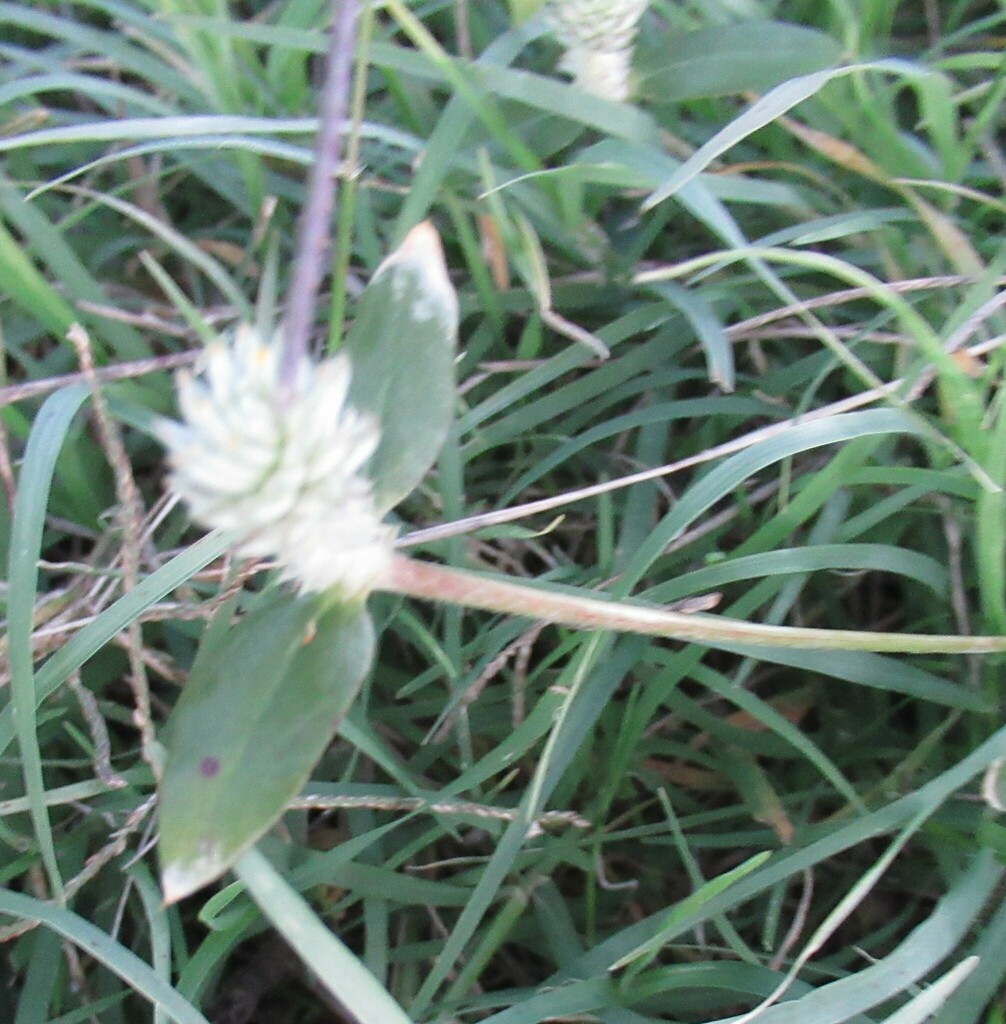 Gomphrena Weed From Kay Theatre Rockdale Milam Co Tx Usa On