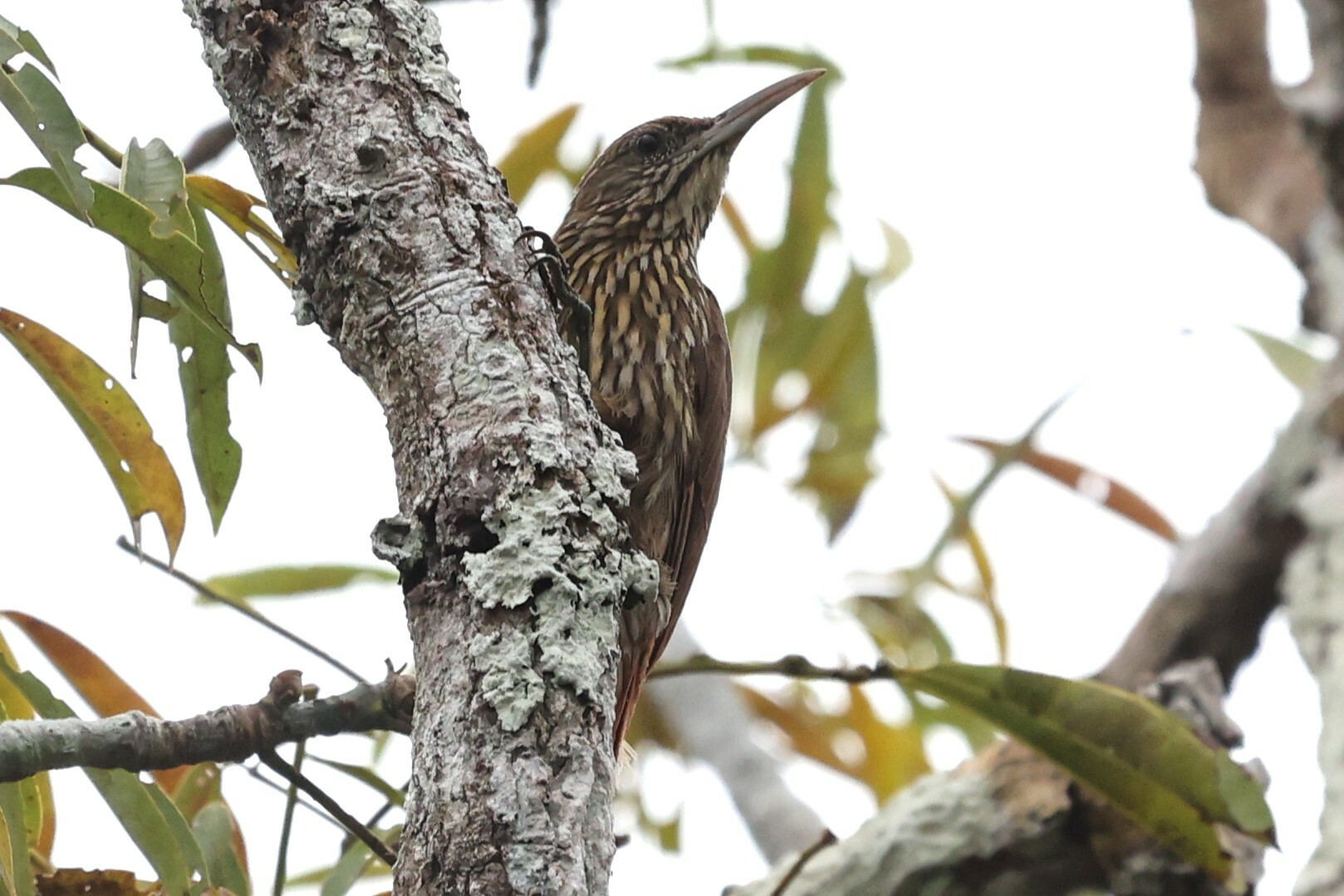 Duida Woodcreeper (Lepidocolaptes duidae), photo 10