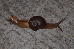 Megaustenia imperator