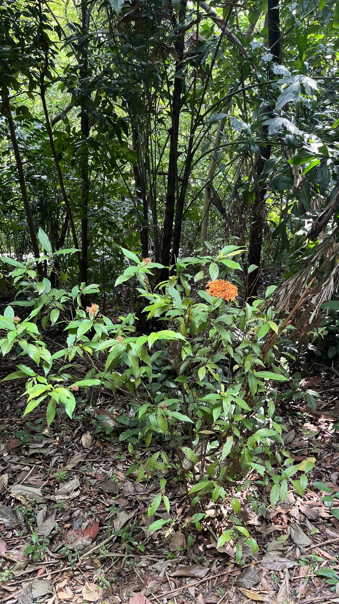 Imagem de Ixora-vermelha