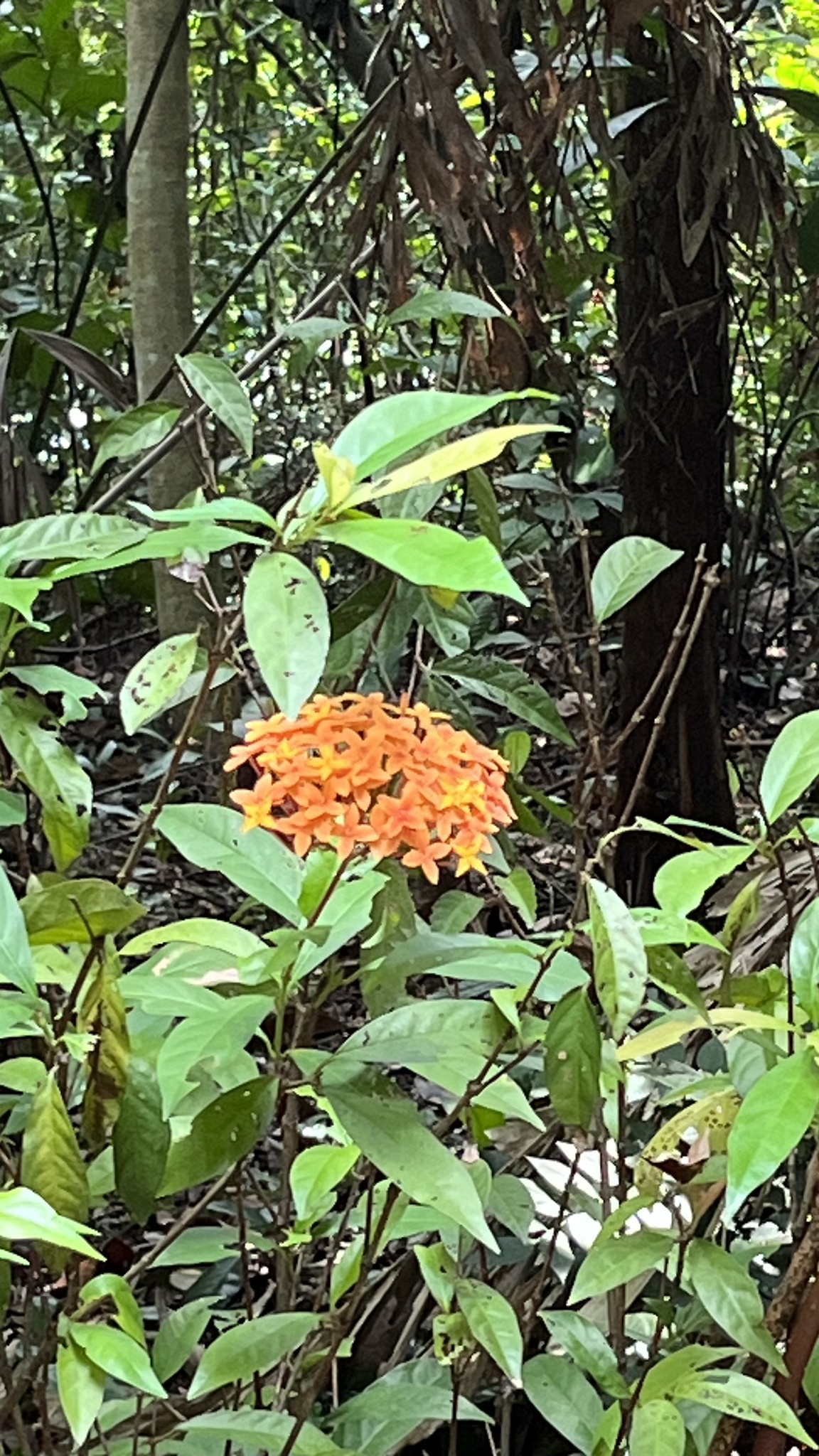 Imagem de Ixora-vermelha