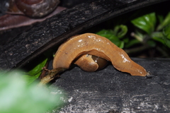 Megaustenia imperator