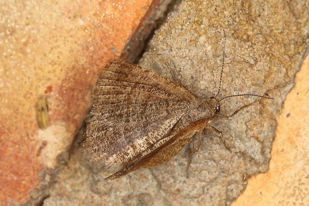 Twoline Thornyvalve