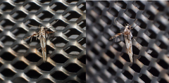 Stathmopoda stimulata