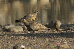 Pterocles lichtensteinii