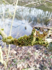 Orthotrichum pulchellum
