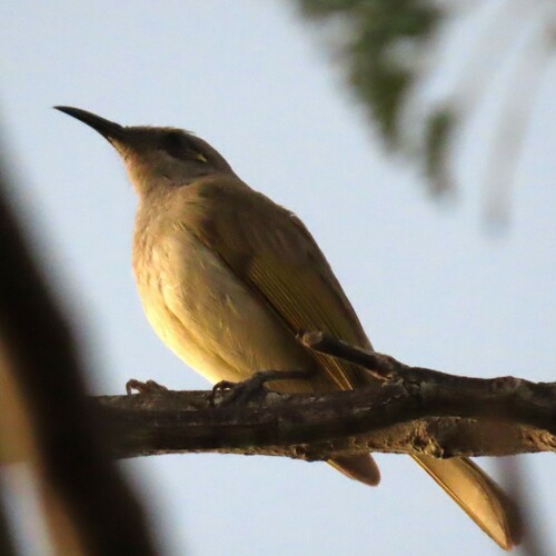 Brown Honeyeater