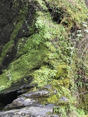 Kumlienia hystricula