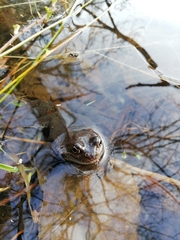 Rana temporaria