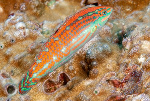 Halichoeres claudia Randall & Rocha, 2009