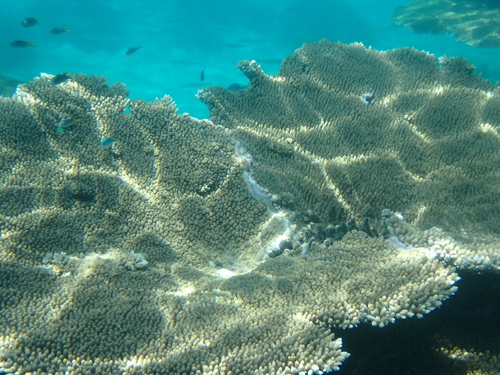 Table, Elkhorn, and Staghorn Corals from Mackay Reef, QLD, Australia on ...