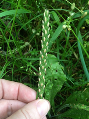 Plantago virginica