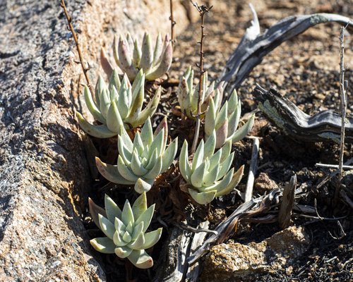 Dudleya campanulata