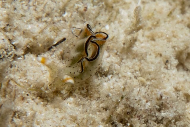 Tri-banded Taco Slug