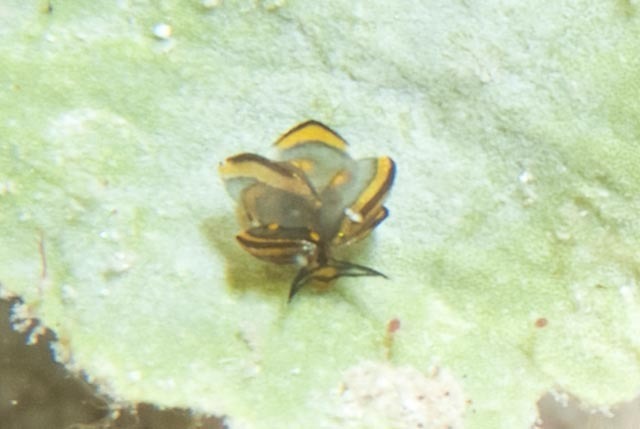 Tiger Butterfly Sea Slug