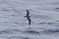 Pterodroma mollis