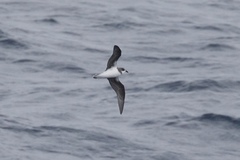 Pterodroma mollis