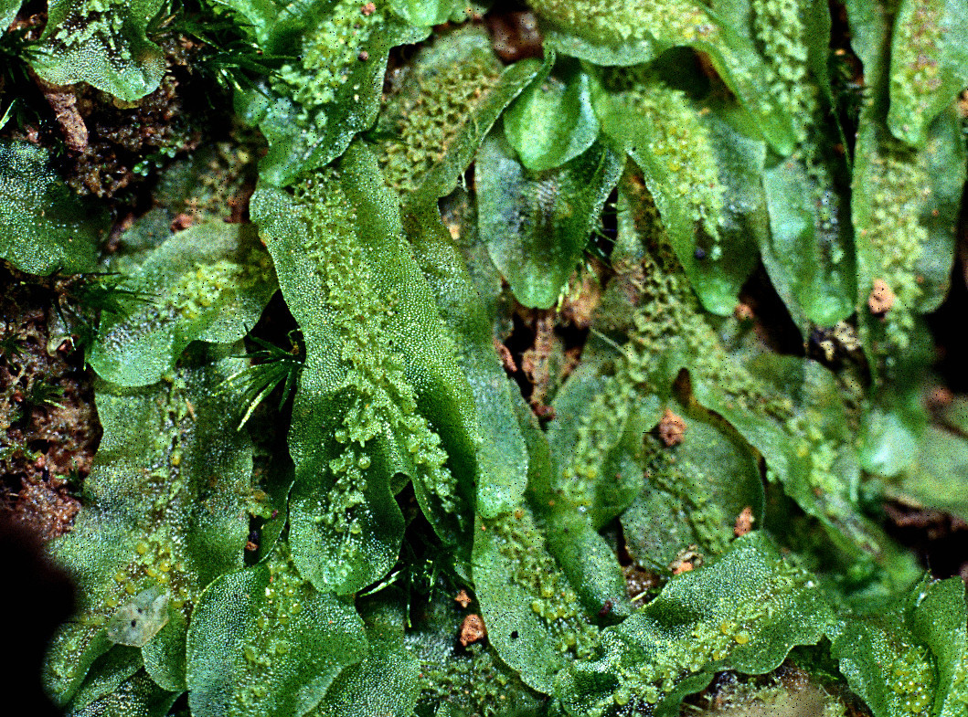 Symphyogyna