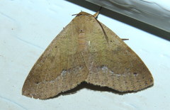 Ophyx ochroptera
