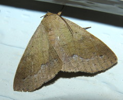 Ophyx ochroptera