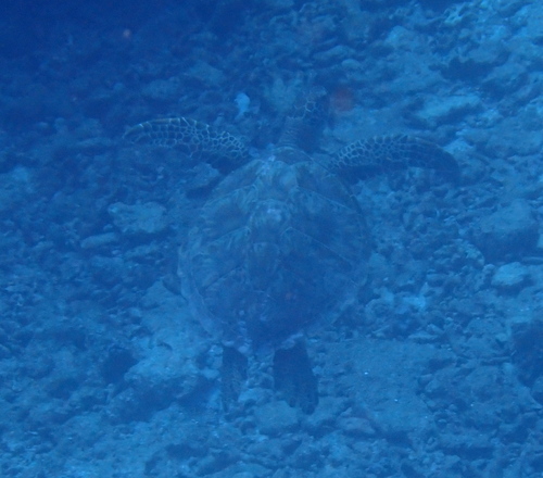 Green Sea Turtle