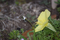 Oenothera triloba
