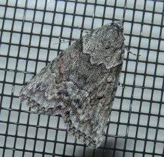 Calathusa basicunea
