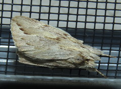 Ecnomodes sagittaria