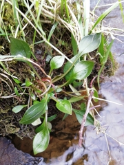Claytonia sibirica