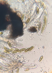 Splanchnonema platani