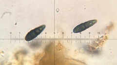 Splanchnonema platani