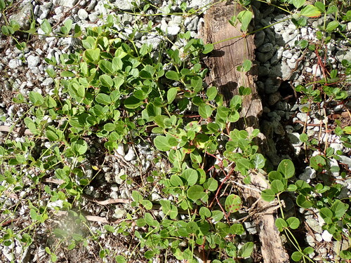 Boerhavia tetrandra observed 2023-10-31