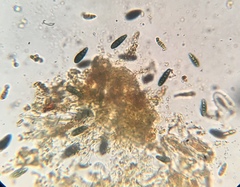 Splanchnonema platani