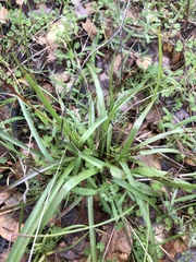 Luzula comosa comosa