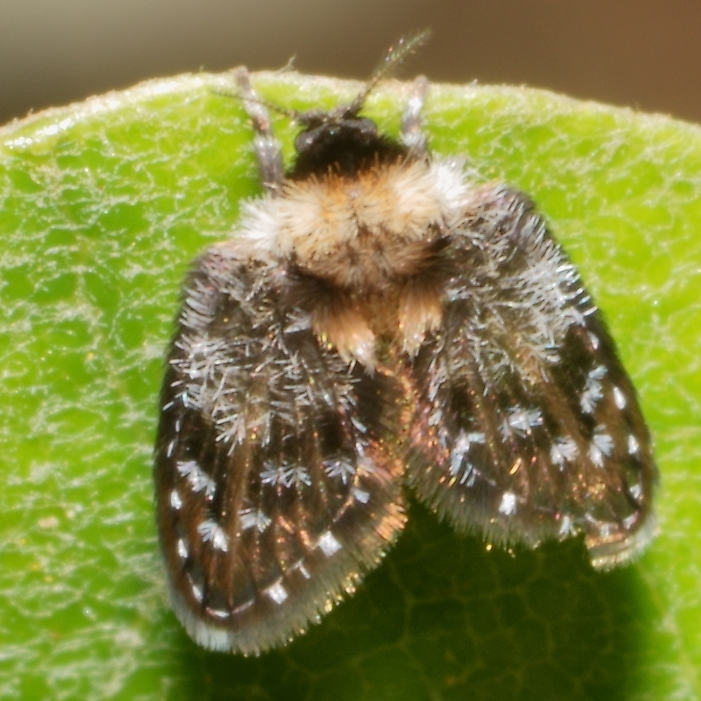 Ancyroaspis
