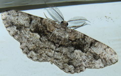 Hypomecis externaria