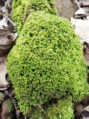 Diplophyllum