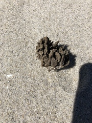 Clathria prolifera