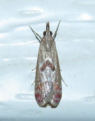 Syntonarcha iriastis