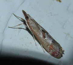 Syntonarcha iriastis